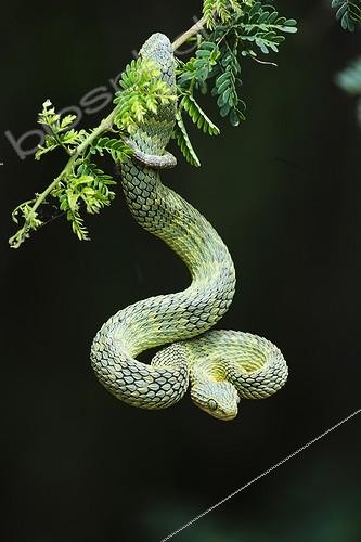 Biosphoto | 1813098 | Bush Viper on black background KwaZulu Natal South Africa | &copy; Roger de La Harpe / Biosphoto
