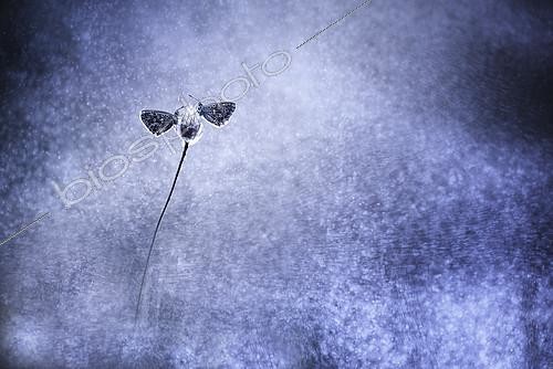 Biosphoto | 2154272 | Butterflies (Lycaenidae sp) on a flower against the light, France | &copy; Gil Gautier / Biosphoto