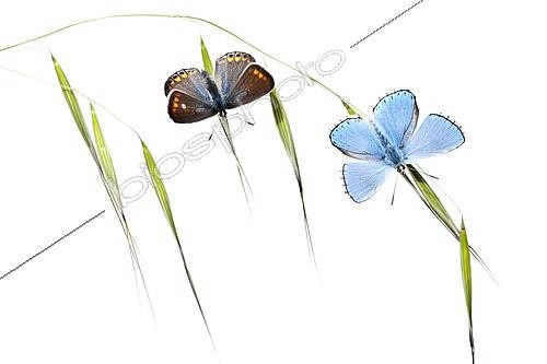 Biosphoto | 2090795 | Butterflies warming up at dawn on white background | &copy; Pedro Javier Pascual Hernandez / Biosphoto