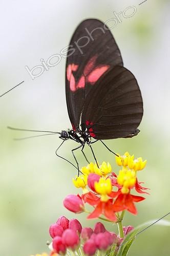 Biosphoto | 415531 | Butterfly on asclepias | &copy; Visions Pictures / Biosphoto