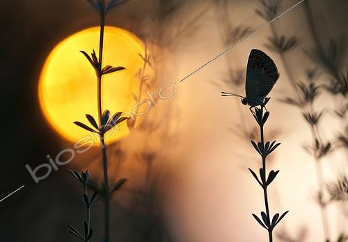 Biosphoto | 2090799 | Butterfly silhouette at sunset, Spain | &copy; Pedro Javier Pascual Hernandez / Biosphoto