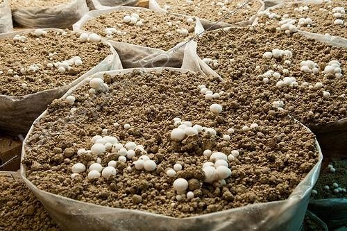 Biosphoto | 1623945 | Button Mushrooms grown in a mushroom France | &copy; Jean-Baptiste Strobel / Biosphoto