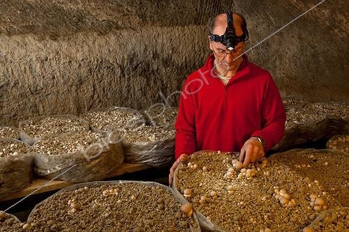 Biosphoto | 1623946 | Button Mushrooms grown in a mushroom France | &copy; Jean-Baptiste Strobel / Biosphoto