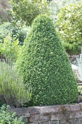 Biosphoto | 2059838 | Buxus sempervirens | &copy; DIGIT images / Biosphoto
