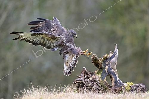 Biosphoto | 2606746 | Buzzard (Buteo buteo) landing on tree stump in winter, Lorraine, France | &copy; Michel Poinsignon / Biosphoto