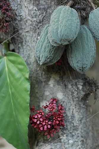 Biosphoto | 717050 | Cacaoyer avec fleurs fruits et feuille au Brésil Amazonie | &copy; Jean-Paul Chatagnon / Biosphoto