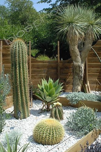 Biosphoto | 2073132 | Cactus, Chaumont sur Loire Gardens Festival 2015 | &copy; Catherine Fruhinsholz / Biosphoto