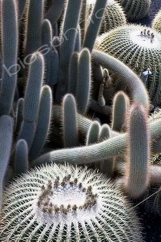 Biosphoto | 612568 | Cactus Tenerife Canary  | &copy; Claudius Thiriet / Biosphoto