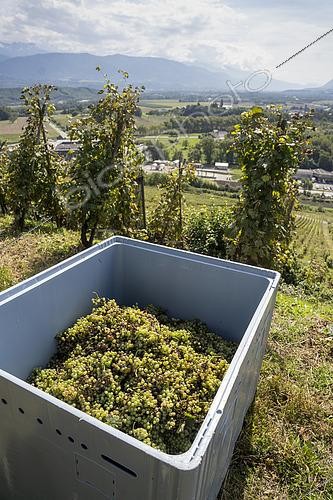 Biosphoto | 2592959 | Caisse remplie de grappes de raisin blanc d'une vigne cultivée en BIO (Agriculture biologique) de cépage Roussanne pour faire du vin blanc, AOC Chignin Bergeron le jour des vendanges entre Montmelian et Chignin à Francin, France | &copy; Antoine Boureau / Biosphoto
