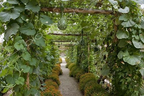 Biosphoto | 1264896 | Calabash 'Drague' climbing in a kitchen garden | &copy; NouN / Biosphoto