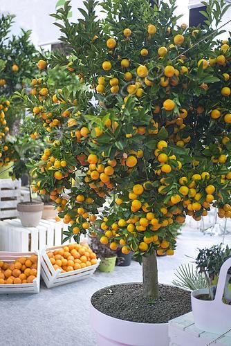 Biosphoto | 2494560 | Calamansi (Citrofortunella microcarpa) fruits | &copy; Jacques Moreau / Visions Pictures / Biosphoto