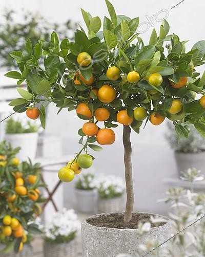 Biosphoto | 2113232 | Calamansi (Citrus × microcarpa), fruits | &copy; Visions Pictures / Biosphoto