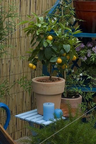 Biosphoto | 487554 | Calamondin on patio | &copy; Xiaodisc / Green Eye / Biosphoto