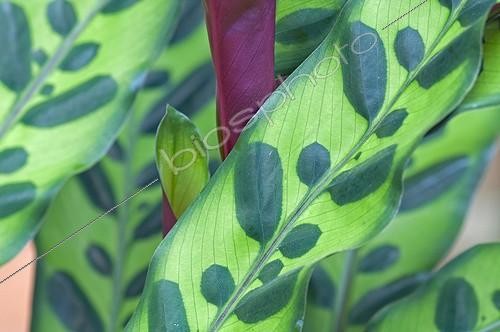 Biosphoto | 1913587 | Calathea leaves in a garden | &copy; Frédéric Didillon / Biosphoto