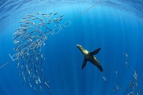 Biosphoto | 2423969 | California Sea Lion (Zalophus californianus) feeding on sardine's bait ball (Sardinops sagax), Magdalena Bay, West Coast of Baja California, Pacific Ocean, Mexico | &copy; Franco Banfi / Biosphoto