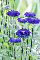 Biosphoto | 2592921 | Callistephus chinensis 'Matsumoto', flowers | &copy; Alain Kubacsi / Biosphoto