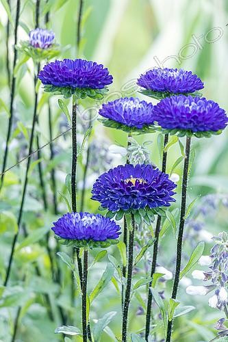 Biosphoto | 2592921 | Callistephus chinensis 'Matsumoto', flowers | &copy; Alain Kubacsi / Biosphoto