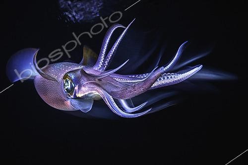 Biosphoto | 2526618 | Calmar aux yeux verts (Sepioteuthis lessoniana), Mayotte | &copy; Gabriel Barathieu / Biosphoto