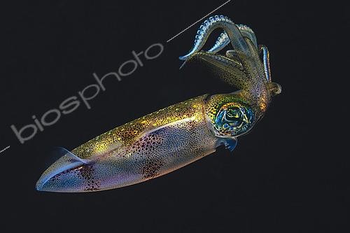 Biosphoto | 2619323 | Calmar aux yeux verts (Sepioteuthis lessoniana), présentant une palette de couleur impressionnante en plongée de nuit, Mayotte | &copy; Gabriel Barathieu / Biosphoto