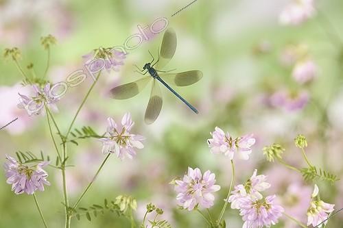 Biosphoto | 1123597 | Caloptéryx éclatant en vol dans les fleurs France | &copy; Ghislain Simard / Biosphoto