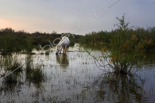 Biosphoto | 1477186 | Camargue horse drinking in a coastal swamp in the Camargue  | &copy; Thierry Vezon / Biosphoto