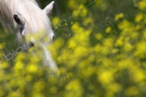 Biosphoto | 1043902 | Camargue horse grazing in a field of Oilseed Rape France | &copy; Pascal Pittorino / Biosphoto