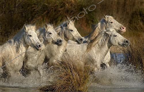 Biosphoto | 1477181 | Camargue horses galloping into the water in the Camargue  | &copy; Thierry Vezon / Biosphoto