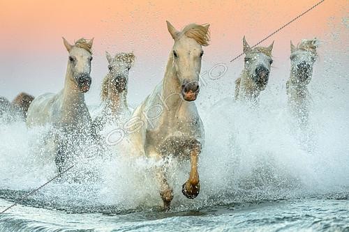 Biosphoto | 2420296 | Camargue horses running in swamps at sunset. Camargue, France | &copy; Manon Moulis / Biosphoto
