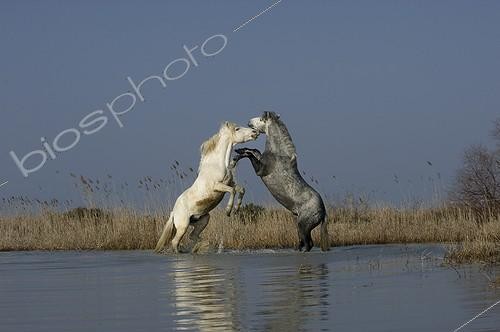 Biosphoto | 1477177 | Camargue stallions fighting in a swamp in the Camargue | &copy; Thierry Vezon / Biosphoto