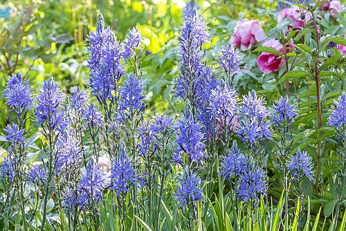 Biosphoto | 2492674 | Camas Lily (Camassia leichtlinii) | &copy; Alain Kubacsi / Biosphoto