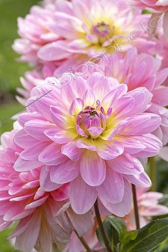 Biosphoto | 2493636 | Camellia flowers Dahlia 'London', Dahlia 'London | &copy; Frédéric Tournay / Biosphoto