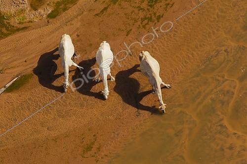 Biosphoto | 1381397 | Camels drinking in the Chalbi Desert in Kenya | &copy; Martin Harvey / Biosphoto