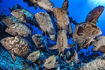 Biosphoto | 2544302 | Camouflage grouper (Epinephelus polyphekadion) gathered for spawning, Fakarava, French Polynesia | &copy; Fabien Michenet / Biosphoto