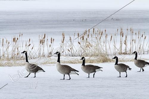 Biosphoto | 1440836 | Canada geese on a frozen lake Lac Saint-Pierre Quebec  | &copy; Philippe Henry / Biosphoto