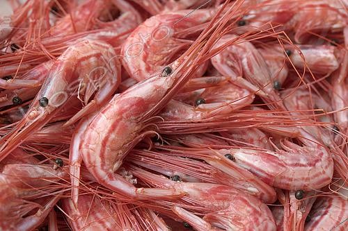 Biosphoto | 2609465 | Canarian gastronomy, stewed shrimp. Professional fishing sector. Artisanal fishing with cages for shrimp (Plesionika narval). Tenerife, Canary Islands. Atlantic Ocean, Macaronesia. | &copy; Sergio Hanquet / Biosphoto