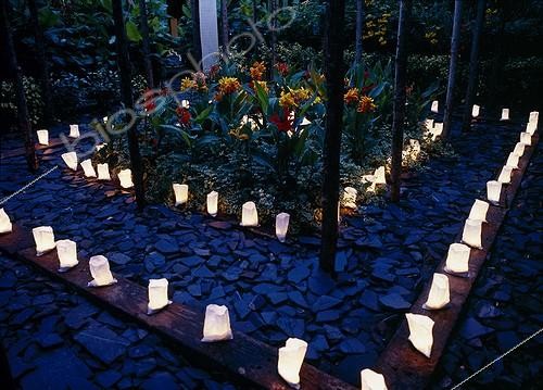Biosphoto | 698859 | Candles and cannas at Jardin des paradis | &copy; Gilles Le Scanff & Joëlle-Caroline Mayer / Biosphoto