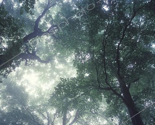 Biosphoto | 1136654 | Canopy of hardwoods in the mist Doubs Valley France | &copy; Florent Cardinaux  / Biosphoto
