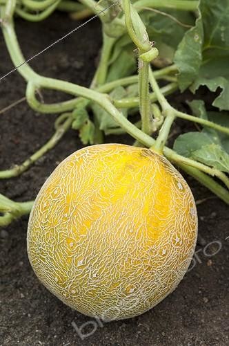 Biosphoto | 1638632 | Cantalope 'Galia' in a kitchen garden | &copy; Alexandre Petzold / Biosphoto