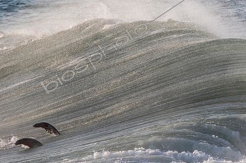 Biosphoto | 2087839 | Cape Fur Seals (Arctocephalus pusillus) emerging from a wave, Atlantic Ocean, Namibia | &copy; Philippe Moës / Biosphoto
