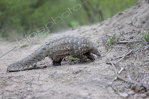 Biosphoto | 2622218 | Cape Pangolin (Smutsia temminckii) close-up, Limpopo, South Africa | &copy; Marion Vollborn / BIA / Biosphoto