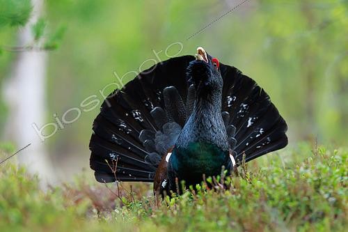 Biosphoto | 2577006 | Capercaillie, (Tetrao urogallus), male crazy, on parade in the boreal forest of Finnish Lapland | &copy; Michael Adam / Biosphoto
