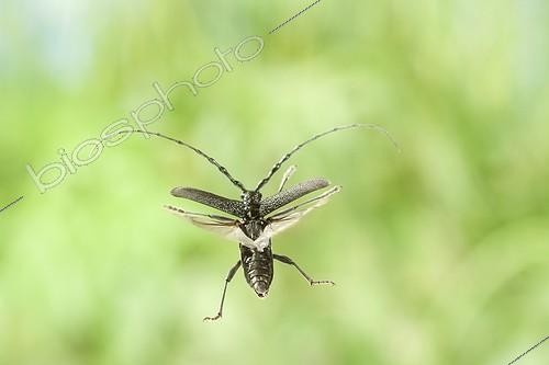 Biosphoto | 912405 | Capricorn Beetle flying Burgundy France | &copy; Joël Héras / Biosphoto