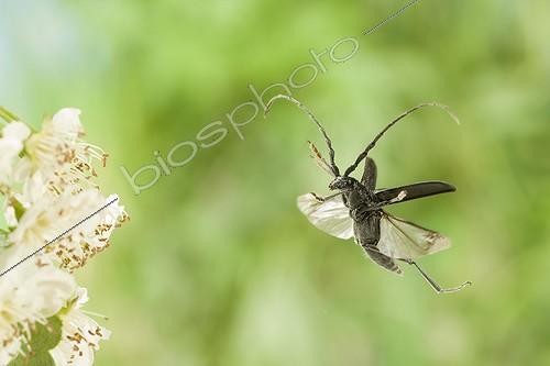 Biosphoto | 912406 | Capricorn Beetle flying Burgundy France | &copy; Joël Héras / Biosphoto