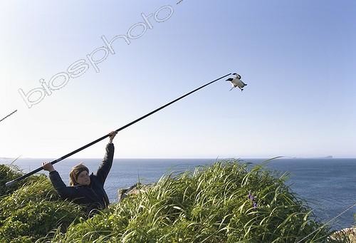 Biosphoto | 919222 | Capture of a Thick-billed Guillemot for the band Alaska ; The  noose pole  is a long pole equipped with a noose. It allows you to capture birds in the nest cliff. It is used by professionals on robust species | &copy; Thibaut Vergoz / Biosphoto