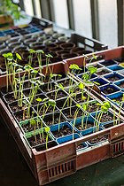 Biosphoto | 2083915 | Capucines seedlings in a greenhouse, Provence, France | &copy; Philippe Giraud / Biosgarden / Biosphoto