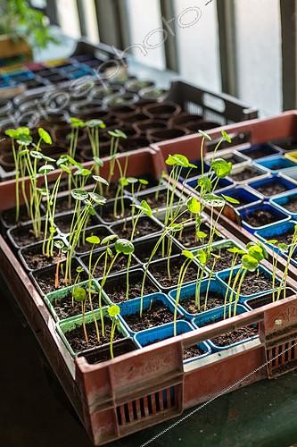Biosphoto | 2083915 | Capucines seedlings in a greenhouse, Provence, France | &copy; Philippe Giraud / Biosgarden / Biosphoto