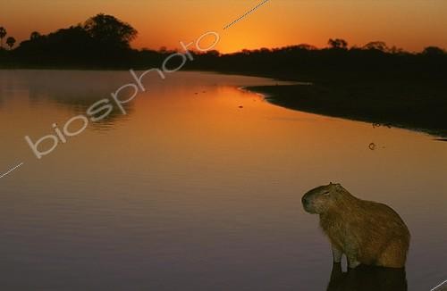Biosphoto | 5967 | Capybara | &copy; Theo Allofs / Biosphoto