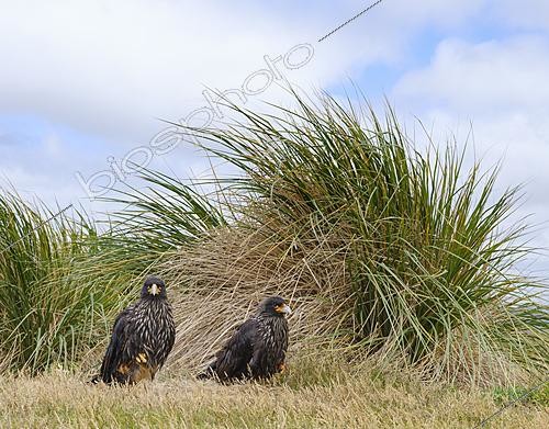 Biosphoto | 2622056 | Caracara austral (Phalcoboenus australis, Daptrius australis) au sol dans les prairies typiques de tussock, îles Malouines, Amérique du Sud, Subantarctique | &copy; Martin Zwick / Biosphoto