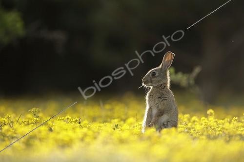 Biosphoto | 423412 | Careful European rabbit next to the burrow Aube France ; Location: Forêt de la Perte. | &copy; Rémy Courseaux / Biosphoto