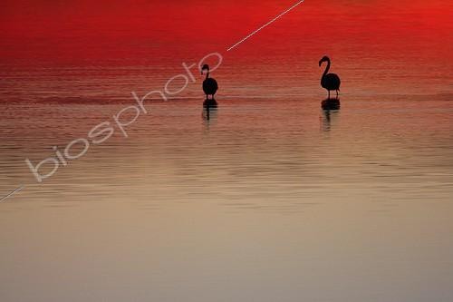 Biosphoto | 739224 | Caribbean Flaming at dawn in the marshes of Giens | &copy; Pascal Pittorino / Biosphoto